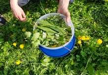 Wildkräutersalat mit Walnüssen